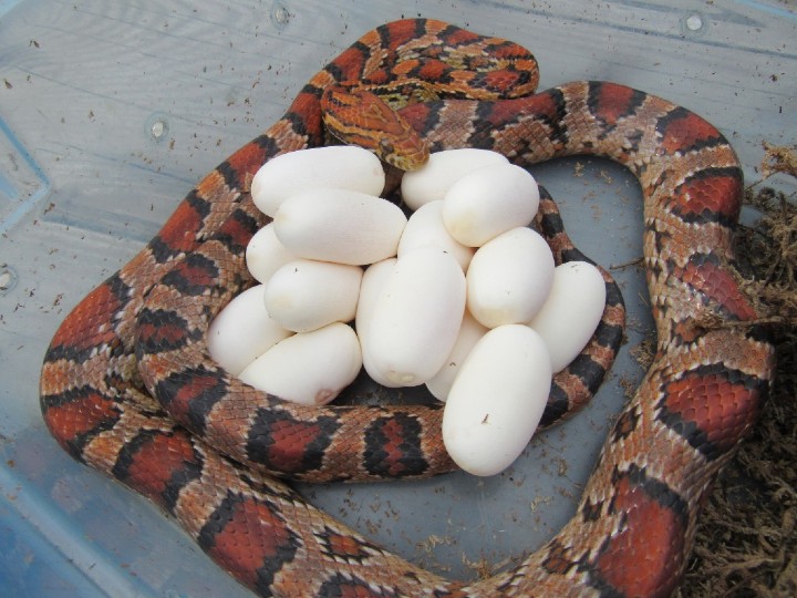 Okeetee Corn Snake